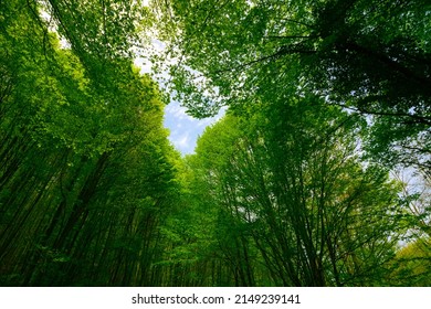 Carbon neutral or carbon net-zero concept background photo. Low angle view of lush forest. - Shutterstock ID 2149239141