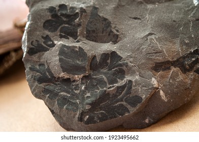 Carboniferous Fossil Ferns On Coal Matrix.