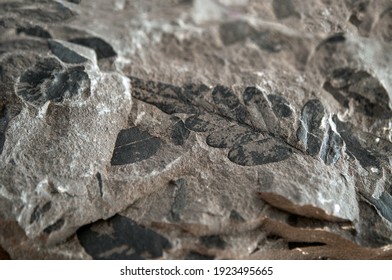 Carboniferous Fossil Ferns On Coal Matrix.
