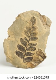 Carboniferous Plants Imprint On The Rock.