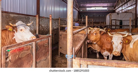 Carcass In A Cow Slaughterhouse