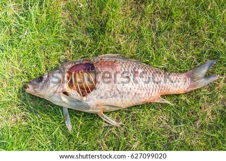 Carcass of a dead fish laying in green grass