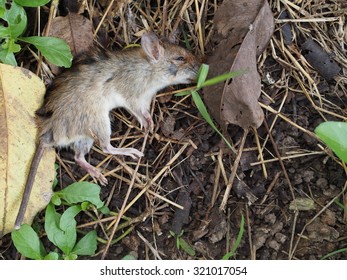 144 Rotten dead rat Images, Stock Photos & Vectors | Shutterstock