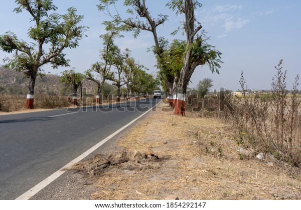 Carcass of Indian Striped Hyena Roadkilled by vehicle,\
lying beside of road which passing through Forest. moving vehicles\
passing through road  