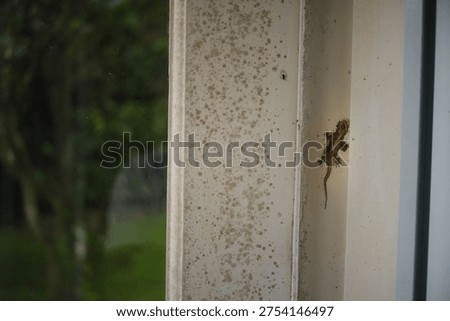 The carcass of a small lizard was stuck to the window frame.