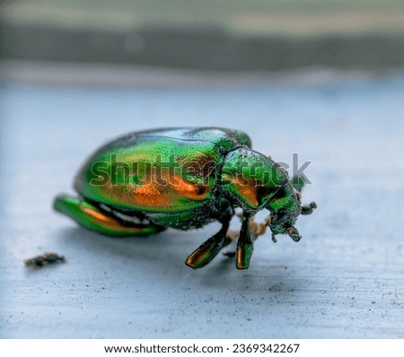 carcass of Buprestidae is a family of beetles known as jewel beetles or metallic wood-boring beetles because of their glossy iridescent colors