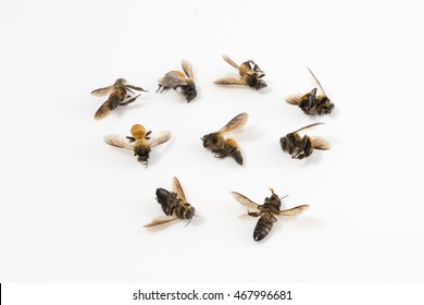 Closeup Group Dead Bee Isolated On Stock Photo 348293309 | Shutterstock