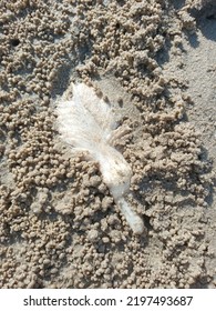 Carcasses Of Marine Species Washed Up On The Beach Sand