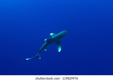 Carcharhinus Longimanus Of Red Sea...