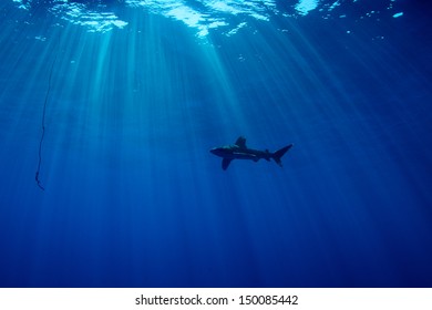 Carcharhinus Longimanus Of Red Sea...