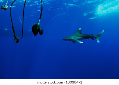 Carcharhinus Longimanus Of Red Sea...