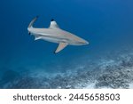 Carcharhinus melanopterus Blacktip reef shark swimming in blue ocean