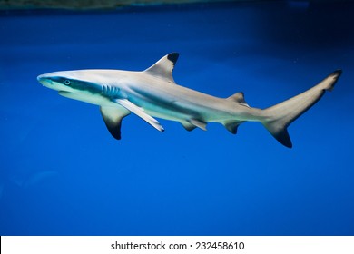 Carcharhinus melanopterus -  blacktip reef shark - saltwater fish
