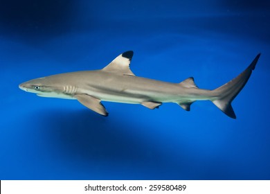 Carcharhinus melanopterus -  blacktip reef shark - saltwater fish