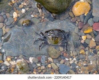 Carcinus maenas aka Green shore crab in rockpool, Devon, UK.