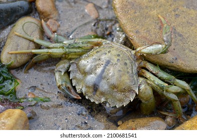Carcinus maenas crab, also called shore crab, green shore crab, European green crab. It is a very invasive species.