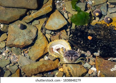 Carcinus maenas feasting on Patella vulgata in rockpool, Devon, UK.