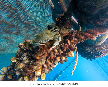 Carcinus Maenas Or Also Known As Green Crab Captured Underwater Hanging Out In A Fish Farm Structure Surrounded By Mussels 