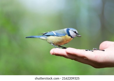 Card with blue tit that sits on arm of man holding seeds on the green summer background.Feed birds from hands in park to help them in their habitat.Concept of International Day of Birds. Copy space 