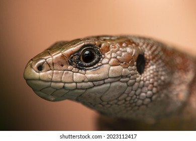 Card with face of brown lizard isolated on the light pink background.Macro portrait of lizard in wildlife close up.Funny reptile in natural habitat.Copy space for text.Happy World Animal Day 