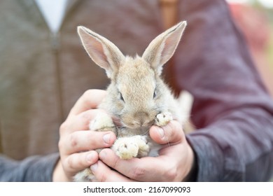 Card with small cute grey rabbit in male hands.Person takes care of pets and gently holds hare in hands.Domestic animal close up.Easter concept. Copy space for text