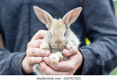 Card with small cute grey rabbit in male hands.Person takes care of pets and gently holds hare in hands.Domestic animal close up.Easter or new year 2023 concept. Copy space for text
