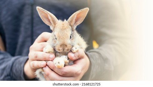 Card with small cute grey rabbit in male hands.Person takes care of pets and gently holds hare in hands.Domestic animal close up.Easter or new year 2023 concept. Banner with copy space for text