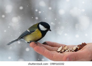 Card with tit that sits on arm of man holding nuts on magic background with falling snow.Feed birds in park in winter to help them in cold season in their habitat.Concept of International Day of Birds