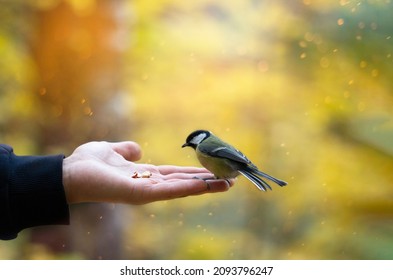 Card with tit that sits on arm of man holding nuts on magic autumn background with colorful leaves.Feed birds in park to help them in cold season in their habitat.Concept of International Day of Birds - Shutterstock ID 2093796247