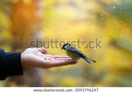 Card with tit that sits on arm of man holding nuts on magic autumn background with colorful leaves.Feed birds in park to help them in cold season in their habitat.Concept of International Day of Birds [[stock_photo]] © 