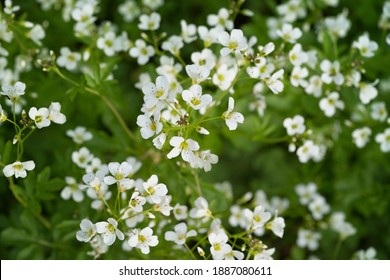 Cardamine の画像 写真素材 ベクター画像 Shutterstock