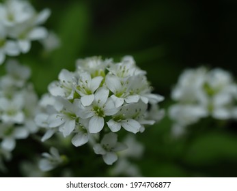 Cardamine Leucantha Blooming In The Wetlands Of Early Summer