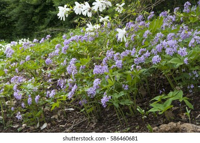 Cardamine pentaphyllos