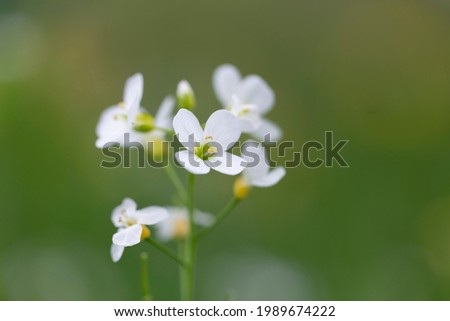 Cardamine pratensis, the cuckoo flower, lady's smock, mayflower, or milkmaids, is a flowering plant in the Brassicaceae family. Wonderful flowers Cuckoo flower (Cardamine pratensis) selective focus.