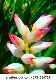 Cardamom Flower Is A Beautiful Flower