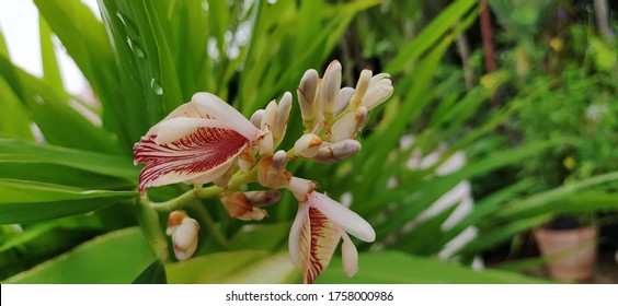 Cardamom Flower Ilachi Flowers Plant