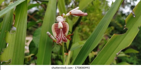 Cardamom Flower Ilachi Flowers Plant