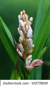 Cardamom Flower In Nature