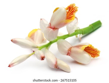 Cardamom Flower Over White Background