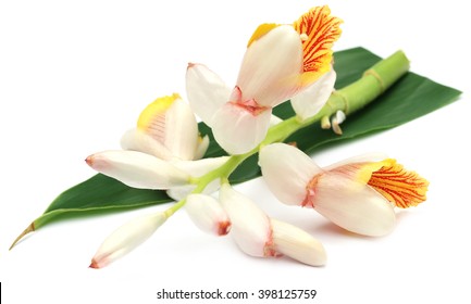 Cardamom Flower Over White Background