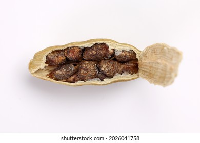 Cardamom Fragrant Spice Seed Closeup Macro On White Background