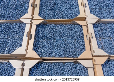 Cardboard boxes with plastic containers with fresh blueberries. Transportation of handpicked berries.