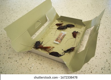 Cardboard Cockroach Trap With Captured Dead Cockroaches 