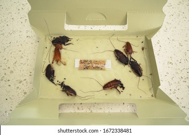 Cardboard Cockroach Trap With Captured Dead Cockroaches 