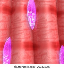 Smooth Muscle Images, Stock Photos & Vectors | Shutterstock