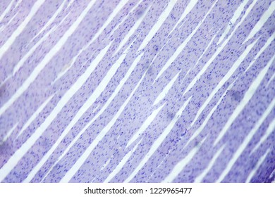 Cardiac Muscle Under A Microscope