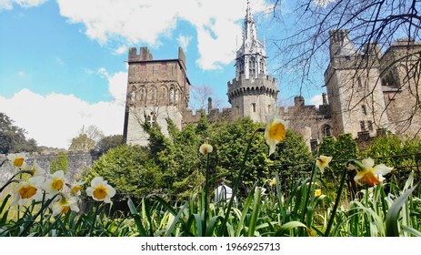 Cardiff Castle in Spring. The daffodils, the national emblem of Wales bloom in Sophia Gardens and border the castle walls creating a very Welsh landscape