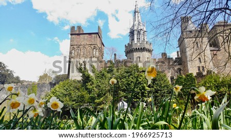 Cardiff Castle in Spring. The daffodils, the national emblem of Wales bloom in Sophia Gardens and border the castle walls creating a very Welsh landscape