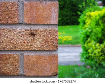 CARDIFF, S.WALES, UK - MAY 5,2016: Giant Brown House Spider.