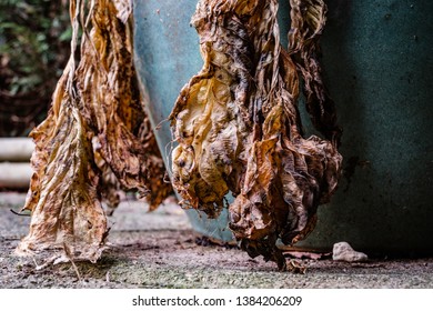 Cardiff, UK. November 2018. Hosta Leaves Showing Their Autumn Colours As They Die Back For Winter.